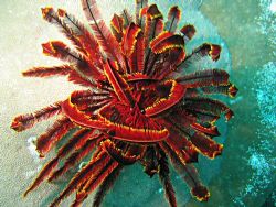 Beautifully coloured feather star in Raja Ampat by Dawn Watson 